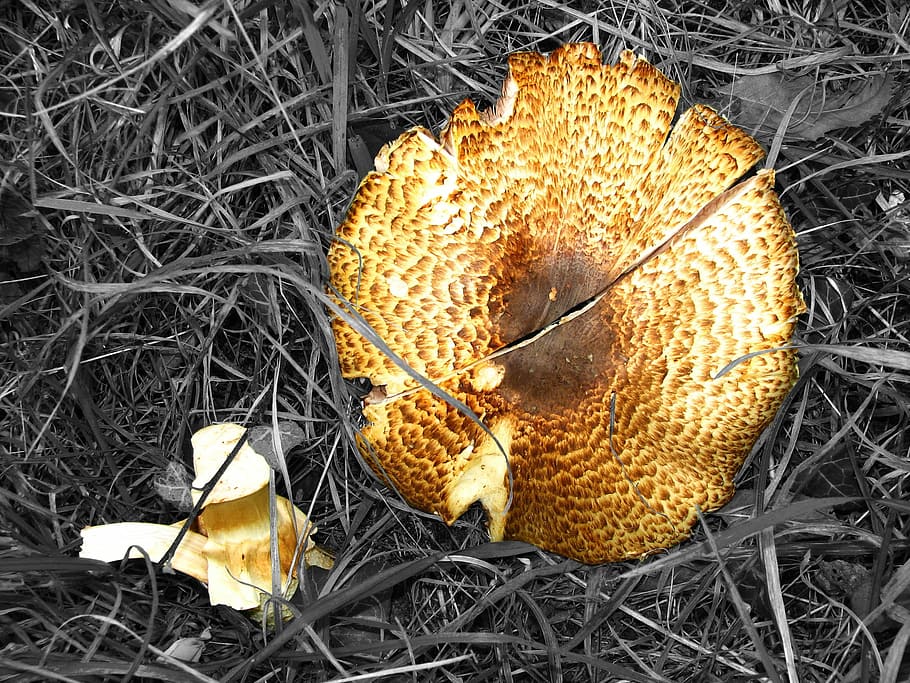 Mushroom, Destroyed, Broken, schirmling, giant schirmling, meadow HD wallpaper