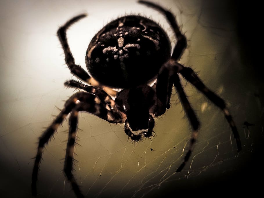 spider, spider macro, cobweb, close, arachnid, nature, spider with prey HD wallpaper