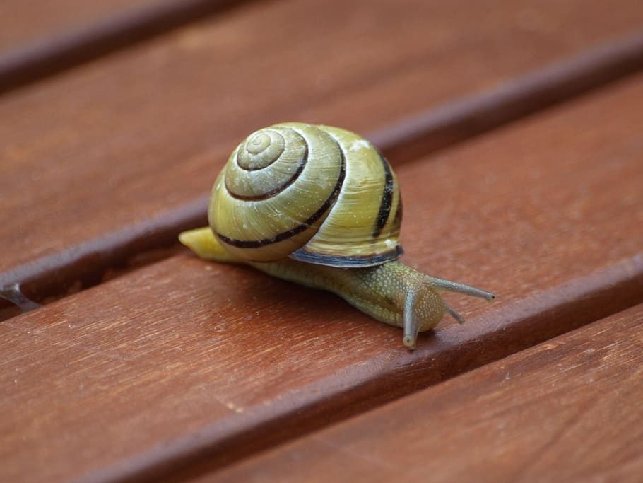 snail, shell, slowly, mollusk, animal wildlife, gastropod, animal themes HD wallpaper