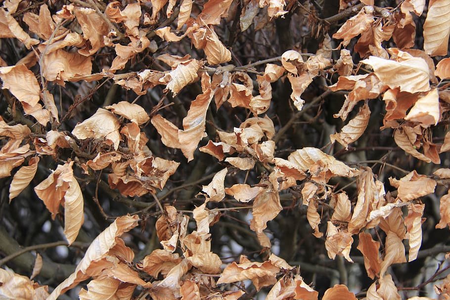 beech leaves, dead, autumn, dry, leaf, day, plant part, full frame HD wallpaper