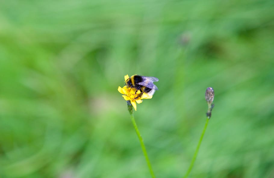 bourdon, bee, flower, insect, nature, spring, foraging, invertebrate, HD wallpaper