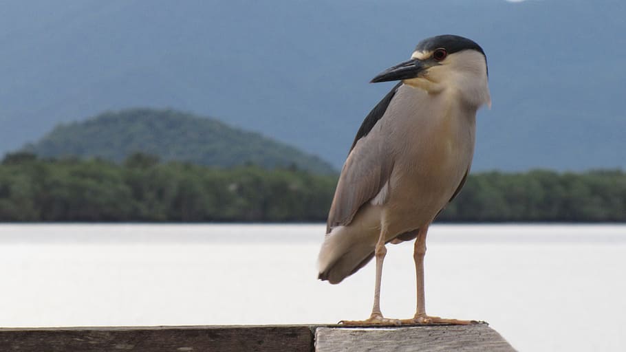 guaraqueçaba, bird, mar, beach, seagull, animal wildlife, animals in the wild HD wallpaper