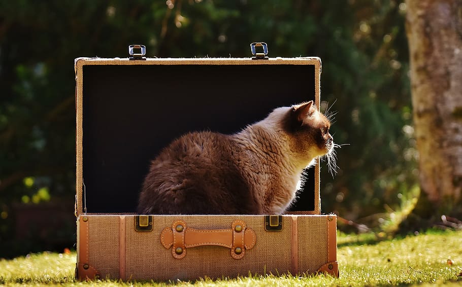 brown cat inside suitcase on the grass, british shorthair, luggage, HD wallpaper