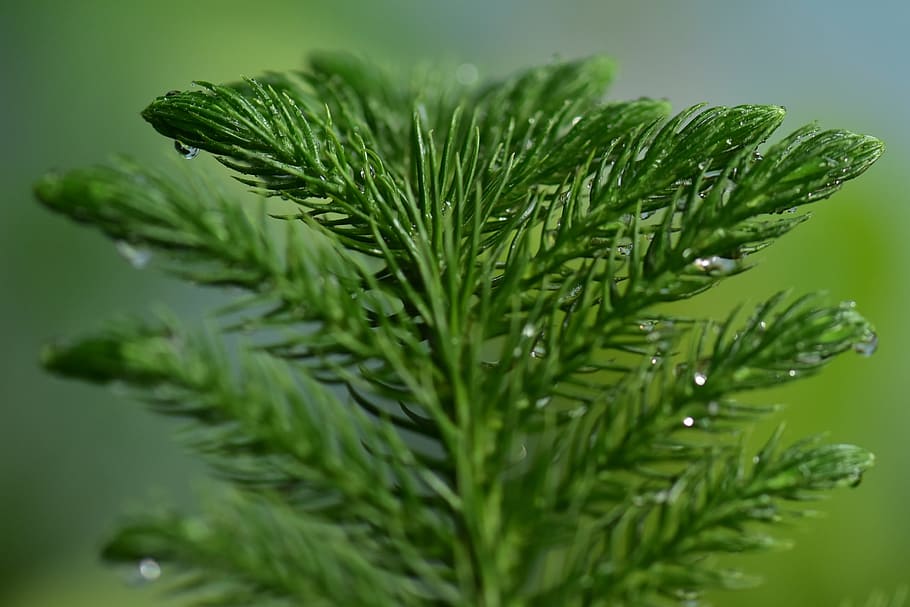 fir, spruce, coniferous, pine leaf, fresh, wet nature, mist HD wallpaper