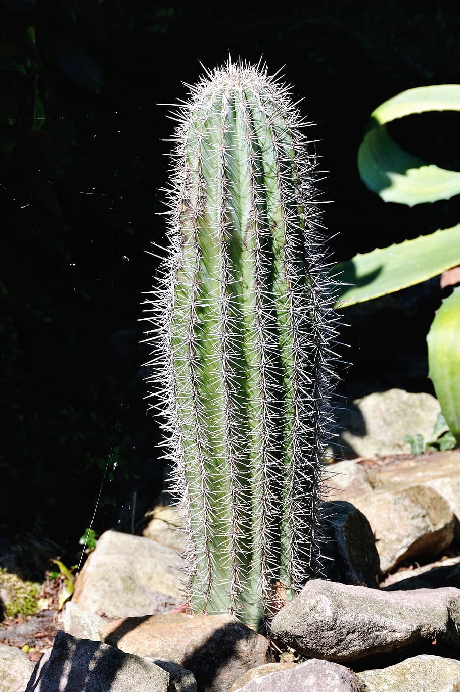 Cactus, Nature, Flora, Prickly, Plant, garden, sting, thorns HD wallpaper