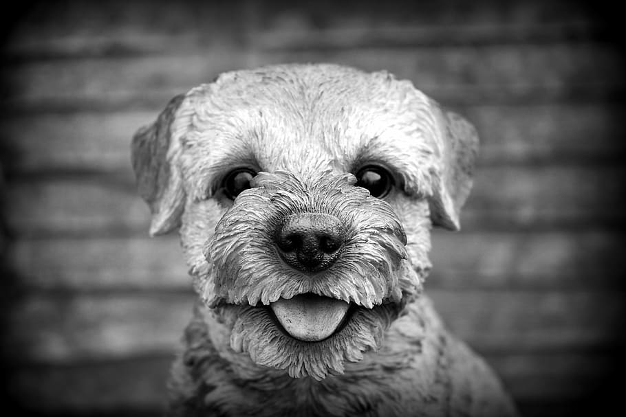 grayscale photo of dog showing its tongue, pet, animal, cute
