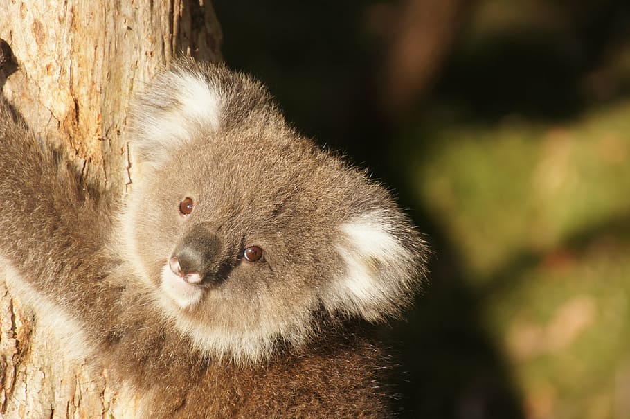 shallow focus photography of koala bear, australia, lazy, rest, HD wallpaper