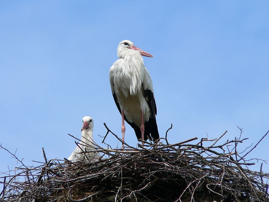 storks, nest, sky, birds, vertebrate, animal themes, animals in the wild HD wallpaper