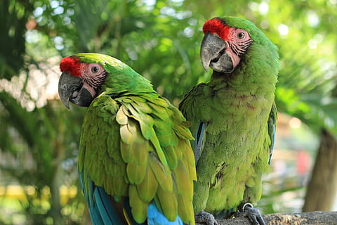 two green parrots, macaw, ave, bird, tropical bird, animal HD wallpaper