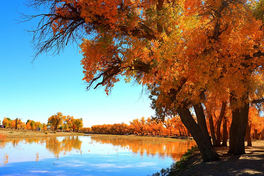 autumn, tree, nature, landscape, ejin, yellow leaves, plant HD wallpaper
