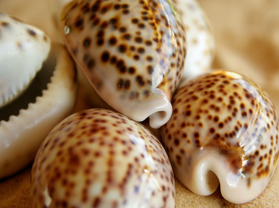 shell, tiger porcelain, pacific ocean, close-up, food, food and drink HD wallpaper