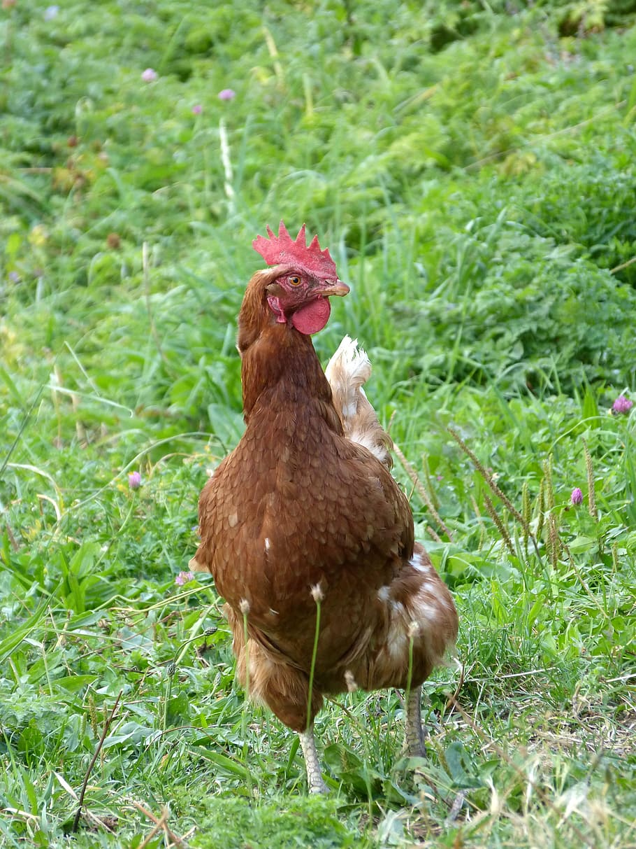 hen, dom, field, prado, bird, animal themes, plant, grass, vertebrate HD wallpaper