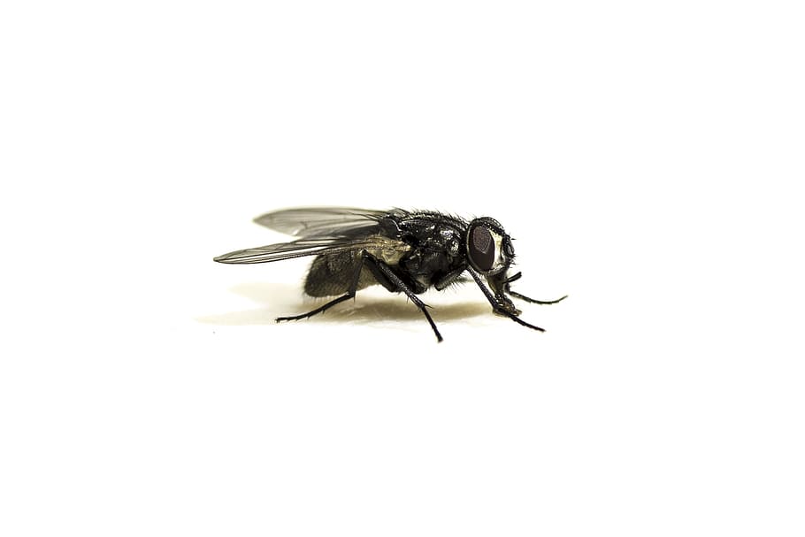 fly, macro, insect, close, macro photography, insect photo HD wallpaper