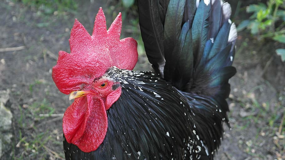 hahn, bird, black, chickens, park, livestock, animal themes HD wallpaper