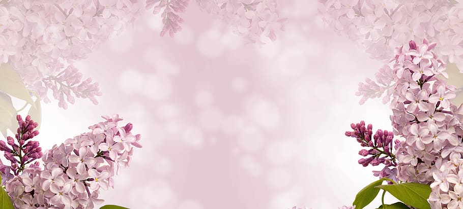 white flowers illustration, nature, flora, season, desktop, spring