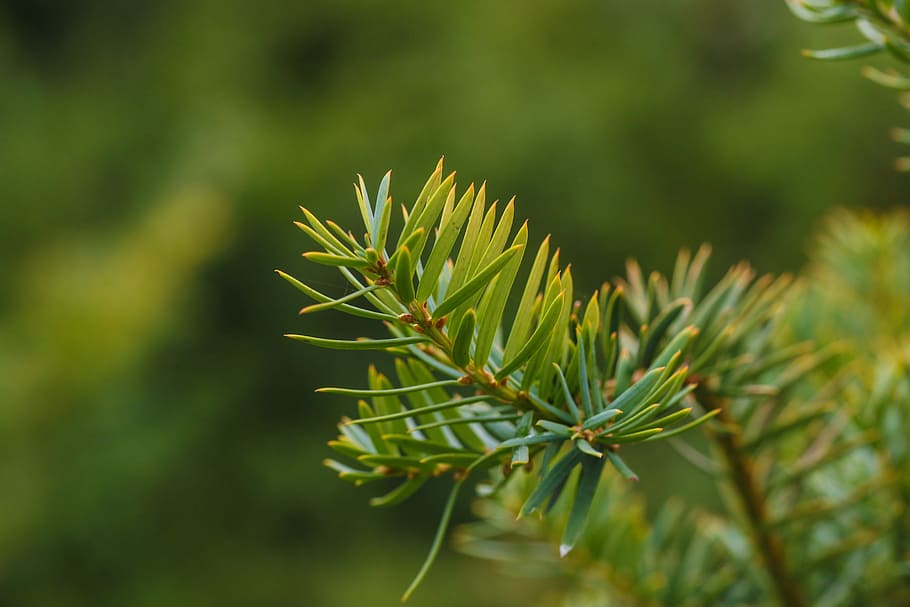 pine needles, green, nature, plant, green color, growth, focus on foreground HD wallpaper
