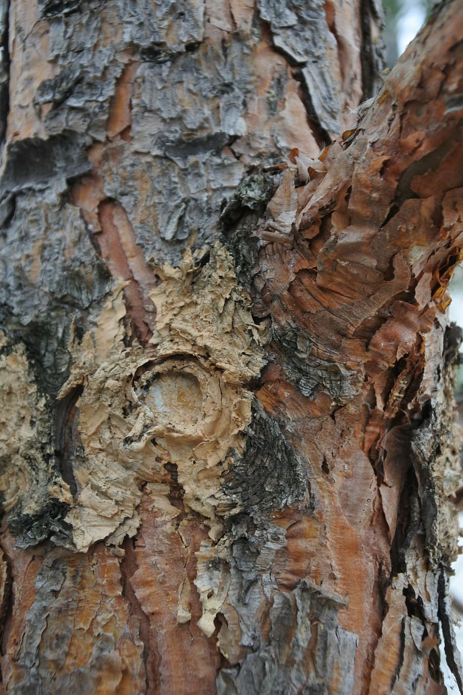 tree, spruce, abies, bark, nature, branch, conifer, trees, trunk HD wallpaper