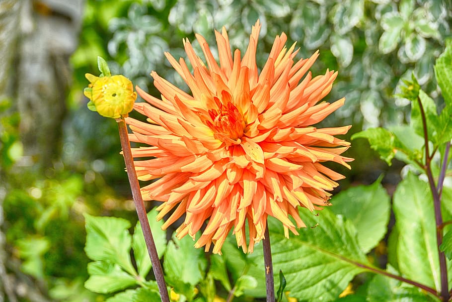 flower, chrysanthemum, petals, fall, toussaint, flowering, garden HD wallpaper