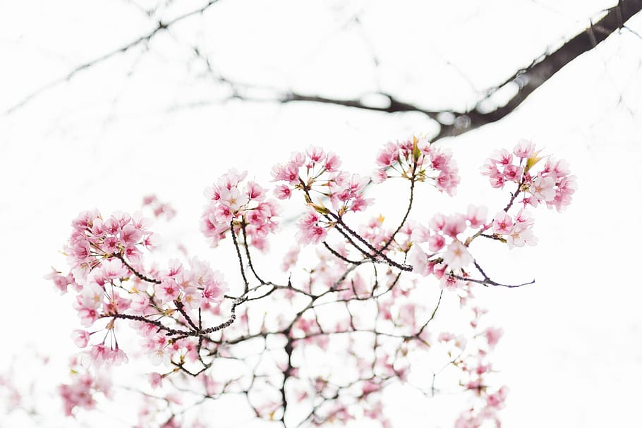 pink flowers in tilt shift photography, pink flowers, cherry blossom HD wallpaper