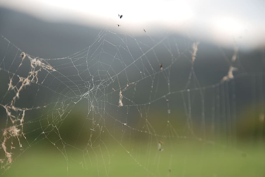 cobweb, spider, nature, arachnophobia, bugs, network, fabric HD wallpaper