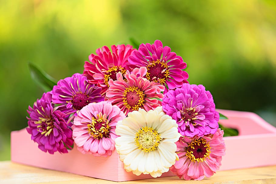 shallow focus photography of pink flowers, gerbera, daisy, nature HD wallpaper