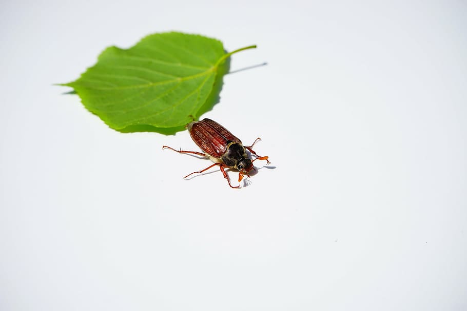 brown and black beetle near green leaf, cockchafer, maikäfer, HD wallpaper