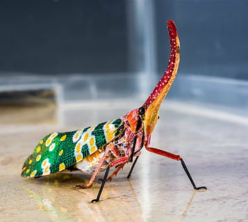 canthigaster cicada, fulgoromorpha, insect, proboscis, long HD wallpaper