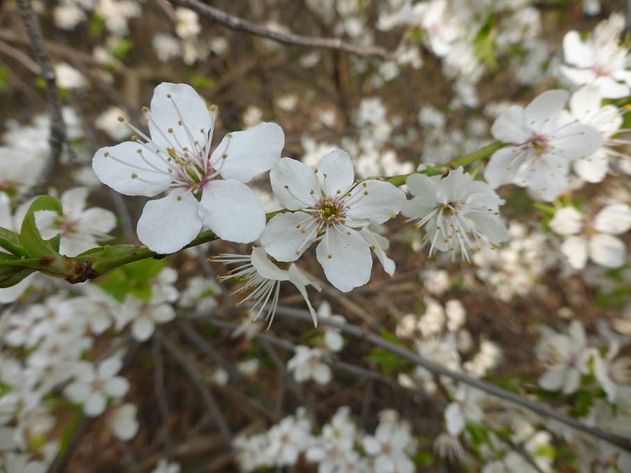 flowers, white, macro, nature, plant, closeup, white flowers HD wallpaper