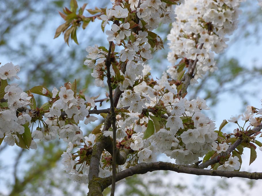 cherry blossom, bloom, spring, flowering plant, fragility, vulnerability HD wallpaper