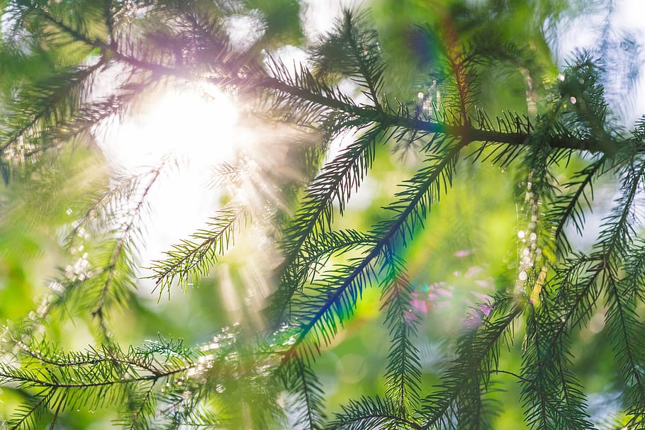 closeup photo of green fern, closeup photography of green tree under white sky at daytime HD wallpaper