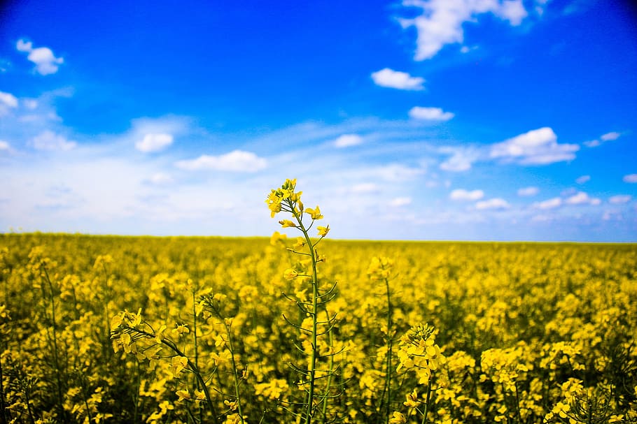 field, macro, nature, rapeseed, sky, yellow, beauty in nature HD wallpaper