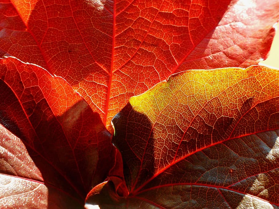 Maple Leaf, Leaves, colorful, colored, autumn, autumn leaf HD wallpaper