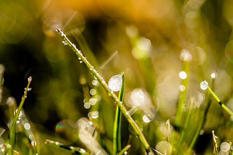 selective focus photography of green plants, frozen dew drops HD wallpaper