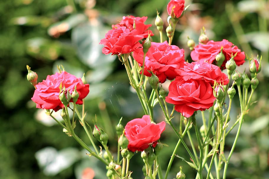 rose, red, bush, incomplete, flowering plant, fragility, vulnerability HD wallpaper