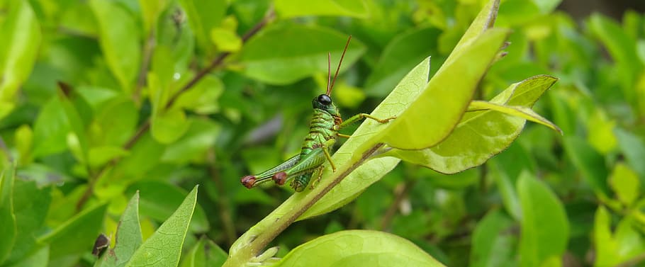 insect, cricket, grasshopper, quindio, animal themes, green color HD wallpaper