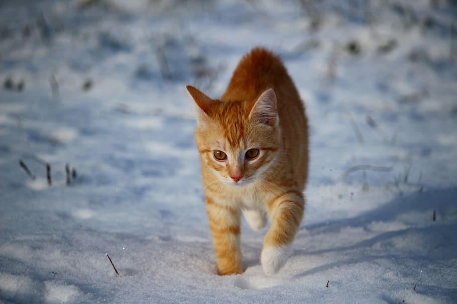brown Tabby cat walking on snow, kitten, red cat, young cat HD wallpaper