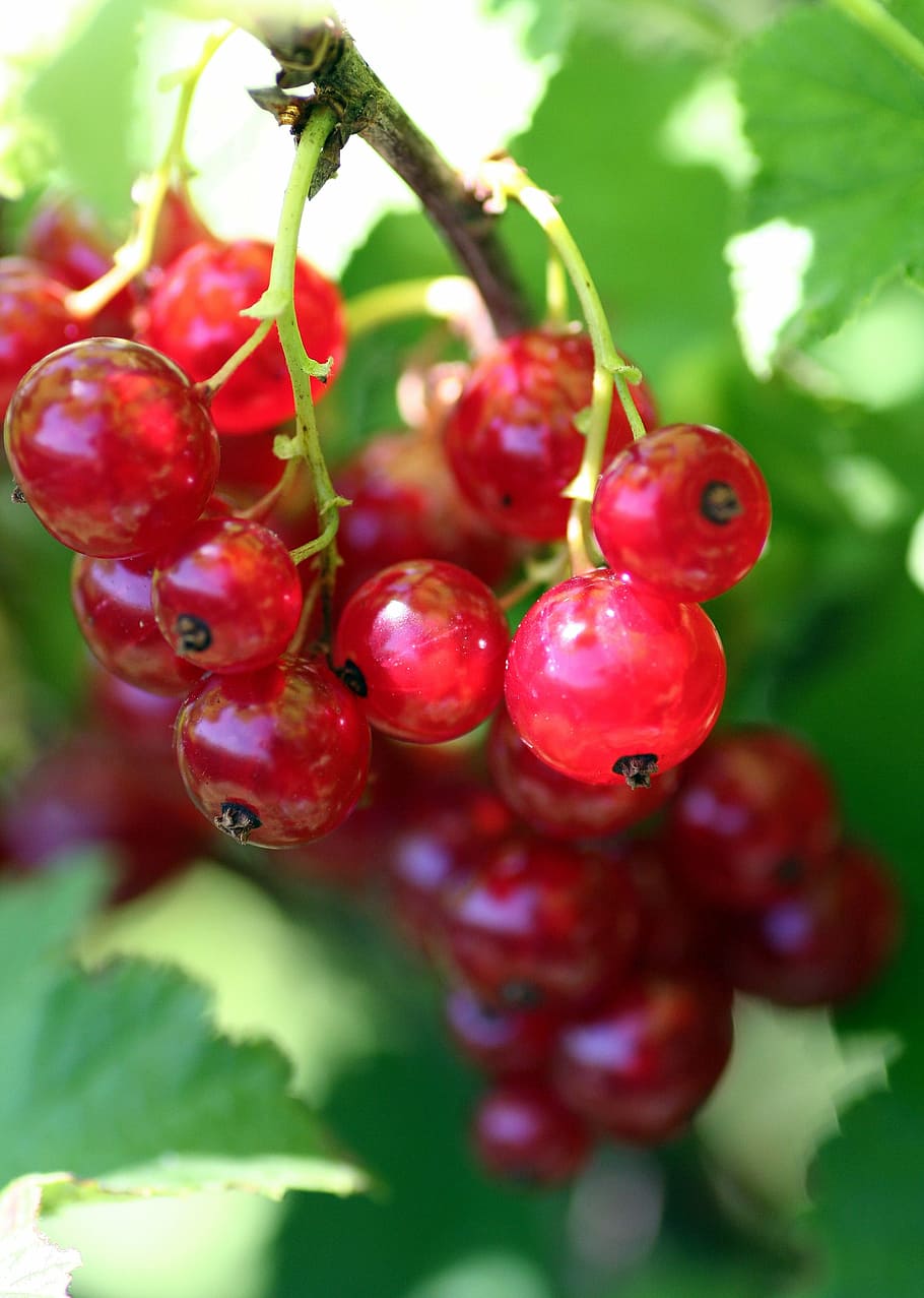 shrub, currants, fruit, jam, red, food, dessert, food and drink HD wallpaper