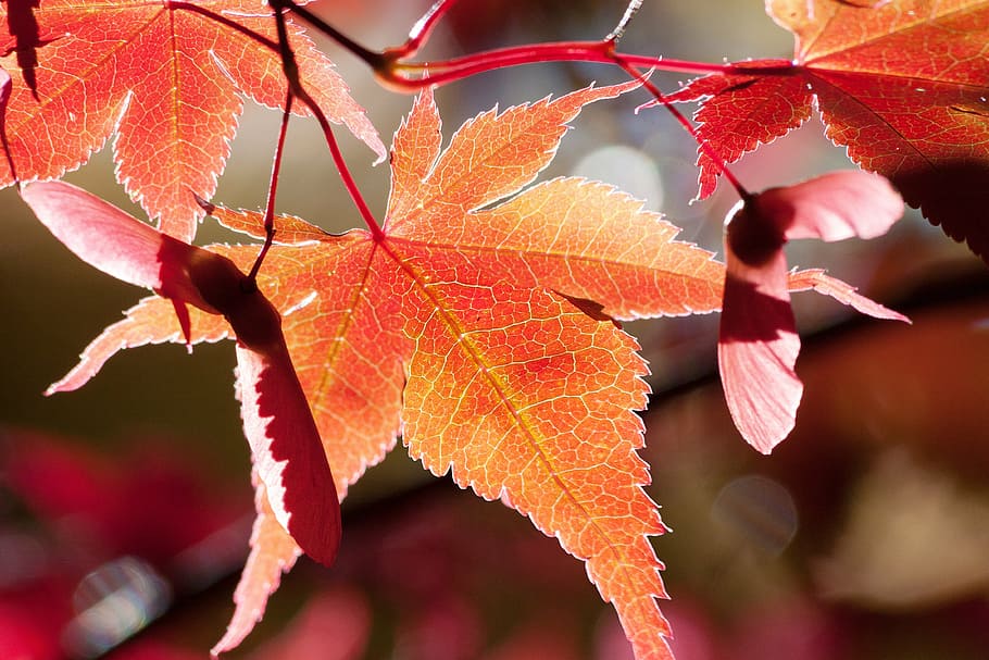 selective focus photography of brown leaf plant, maple, autumn HD wallpaper