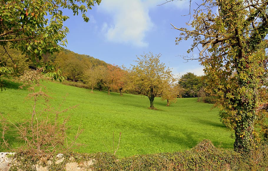 prato, trees, green, nature, mountain, landscape, plant, beauty in nature HD wallpaper