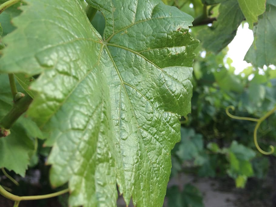 grape, farm, green, leaf grape, plant part, green color, growth HD wallpaper