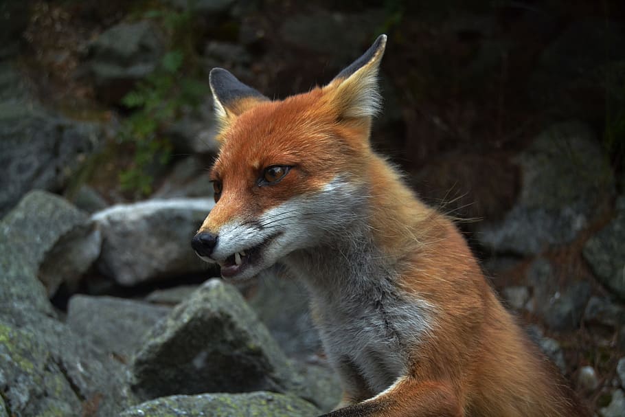 red fox near gray rocks, brown and white Fox on rock at daytime HD wallpaper