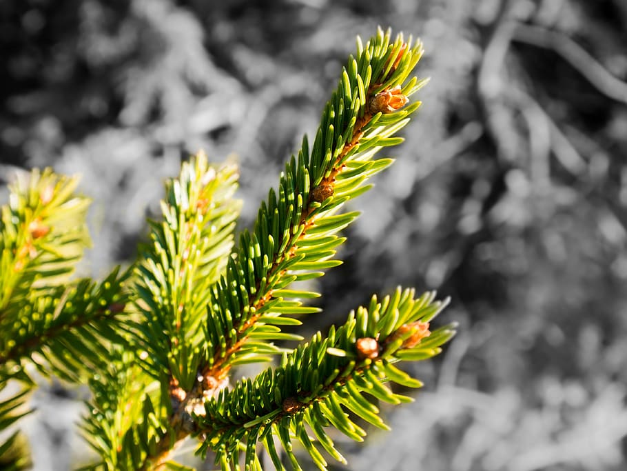 spruce, needles, branch, pine needles, tap, pine cones, conifer HD wallpaper