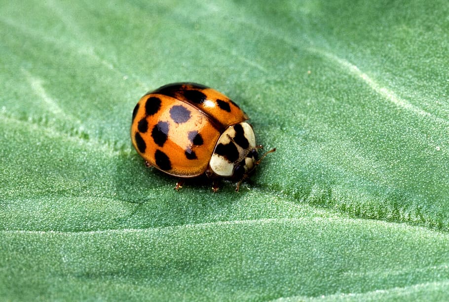 macro photography og orange Asian ladybug on leaf, Beetle, Insect HD wallpaper
