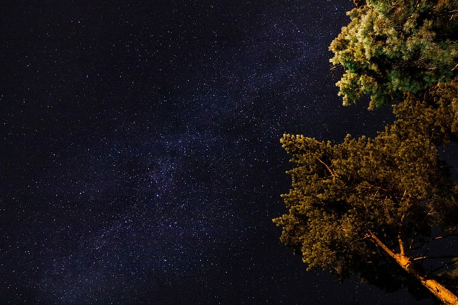 low angle photography of green leaf trees under milky way at nighttime, trees during night time HD wallpaper