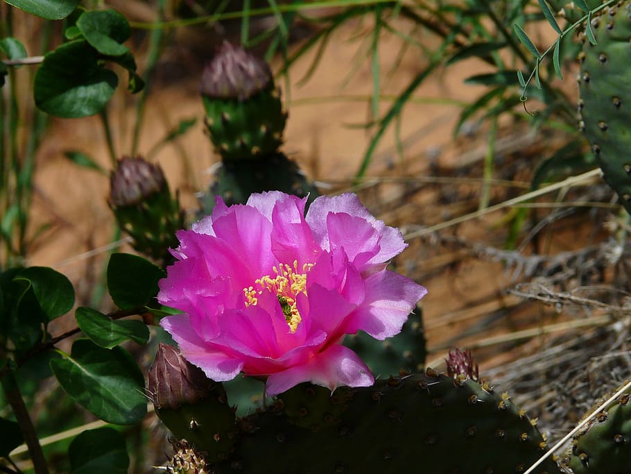 cactus, blossom, bloom, flower, plant, flora, flowering plant HD wallpaper