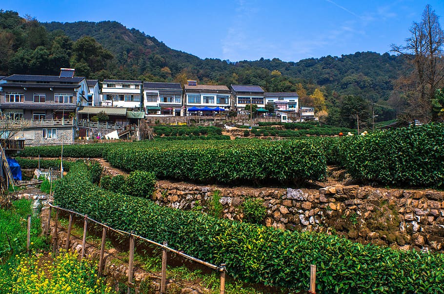 tea, leaf, farm, flower, china, garden, nature, plant, landscape HD wallpaper