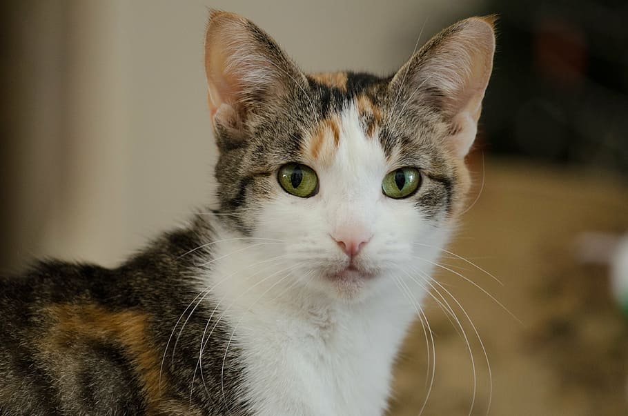 cat, calico, pet, pets, domestic Cat, animal, cute, domestic Animals HD wallpaper