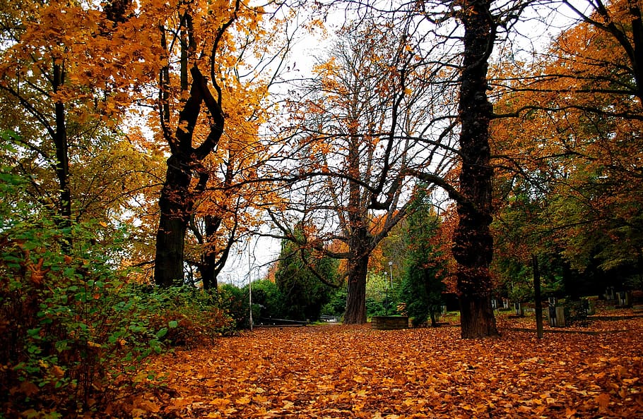 autumn, tree, nature, change, plant, leaf, plant part, beauty in nature HD wallpaper