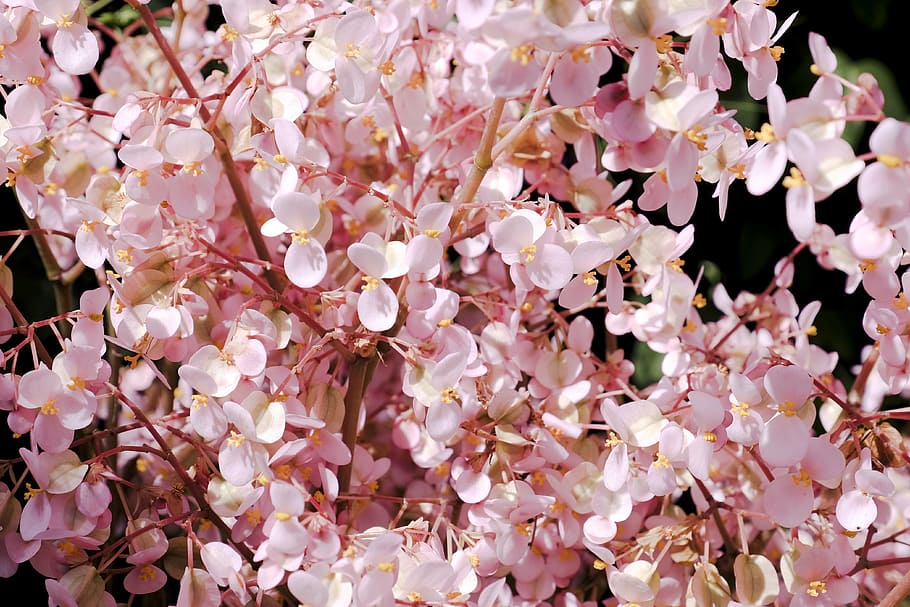 cherry, cherry blossom, focus, pink, flower, pink color, fragility HD wallpaper
