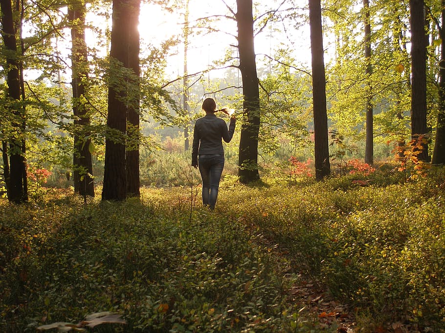 forest, foliage, tree, autumn, nature, sprig, plant, real people HD wallpaper